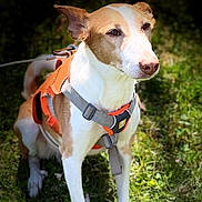 Anastasia joined the competition — help win amazing prizes! dog, canine, pet, animal, outdoor, grass, garden, nature, portrait, standing, harness, leash, orange_harness, white_fur, brown_fur, pointed_ears, long_snout, sunlight, shadows, walking