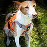 dog, canine, pet, animal, outdoor, grass, garden, nature, portrait, standing, harness, leash, orange_harness, white_fur, brown_fur, pointed_ears, long_snout, sunlight, shadows, walking