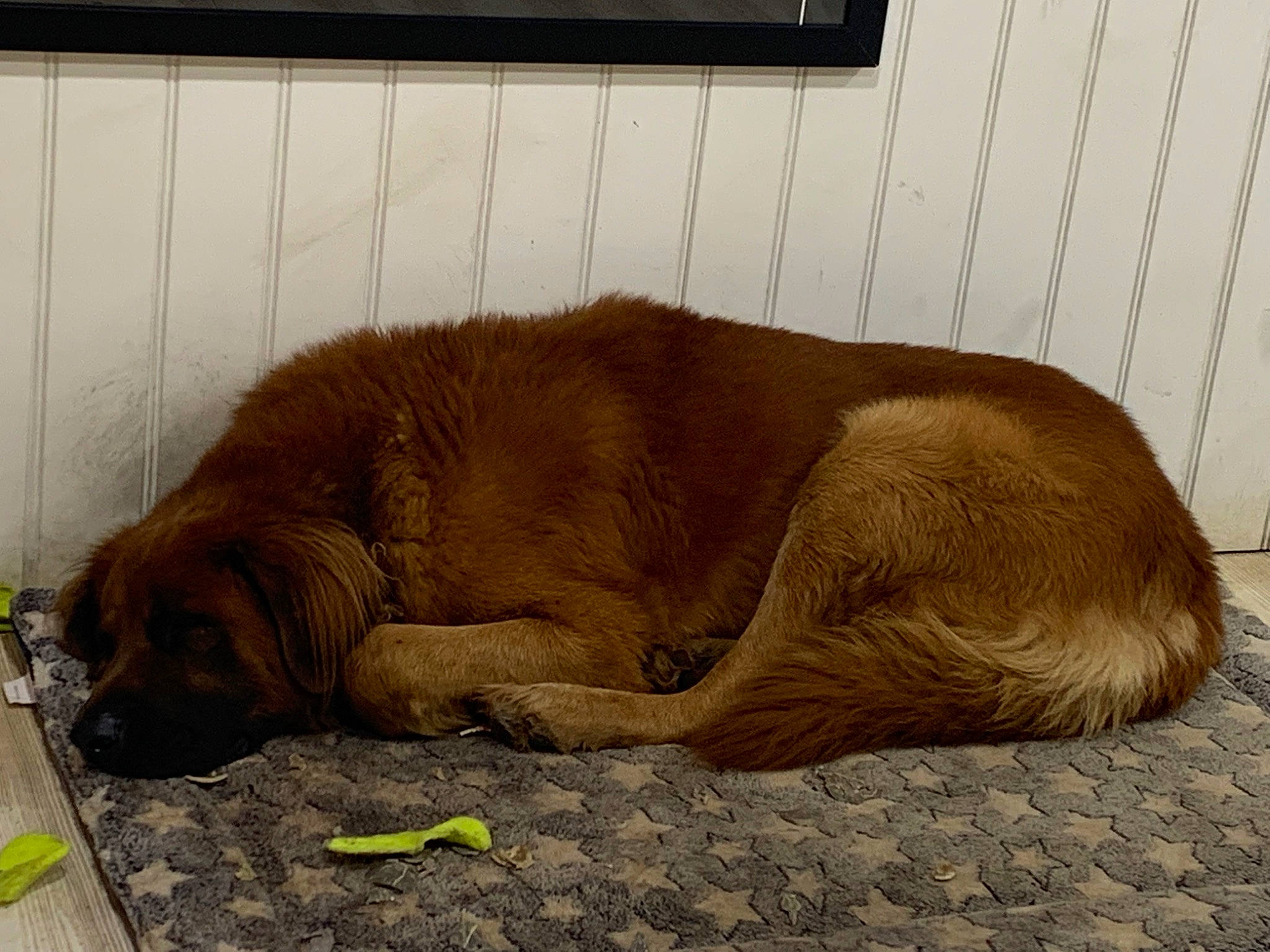 Dexter is registered to the contest to win money with this photo: canidae, carnivore, comfort, companion_dog, dog, dog_breed, fawn, flooring, fur, gun_dog, liver, nap, paw, snout, sporting_group, tail, terrestrial_animal, working_animal