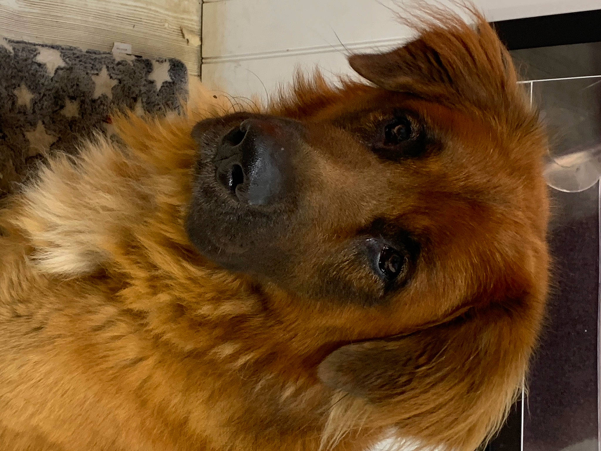 Dexter is registered to the contest to win money with this photo: ancient_dog_breeds, canidae, carnivore, collie, companion_dog, dog, dog_breed, event, fawn, fur, liver, snout, snow, sporting_group, terrestrial_animal, whiskers, wildlife, wood, working_animal, working_dog