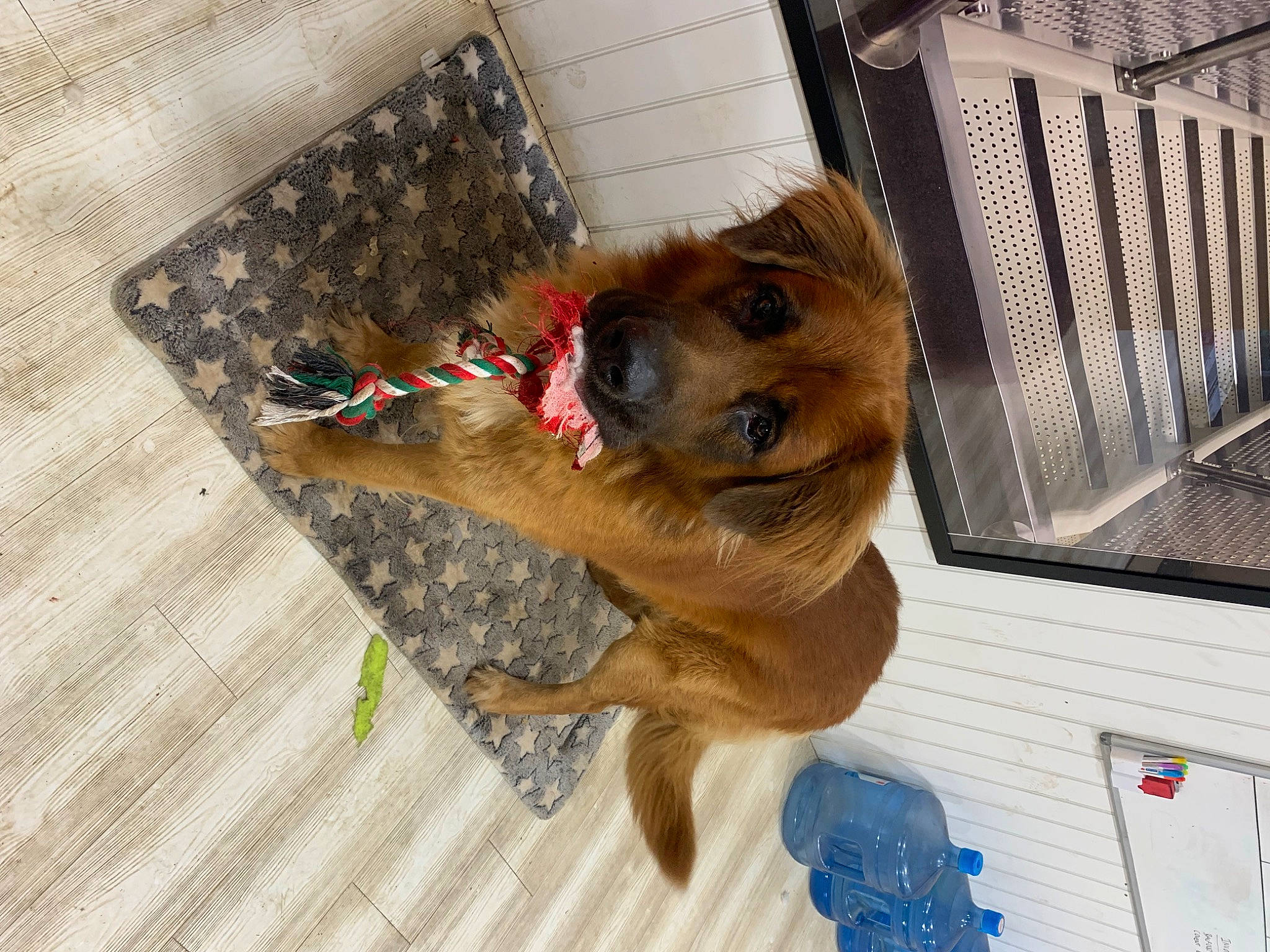 Dexter is registered to the contest to win money with this photo: animal_shelter, canidae, carnivore, collar, companion_dog, dog, dog_breed, dog_supply, fawn, flooring, fur, german_shepherd_dog, hardwood, paw, pet_supply, rectangle, snout, street_dog, wood, working_animal