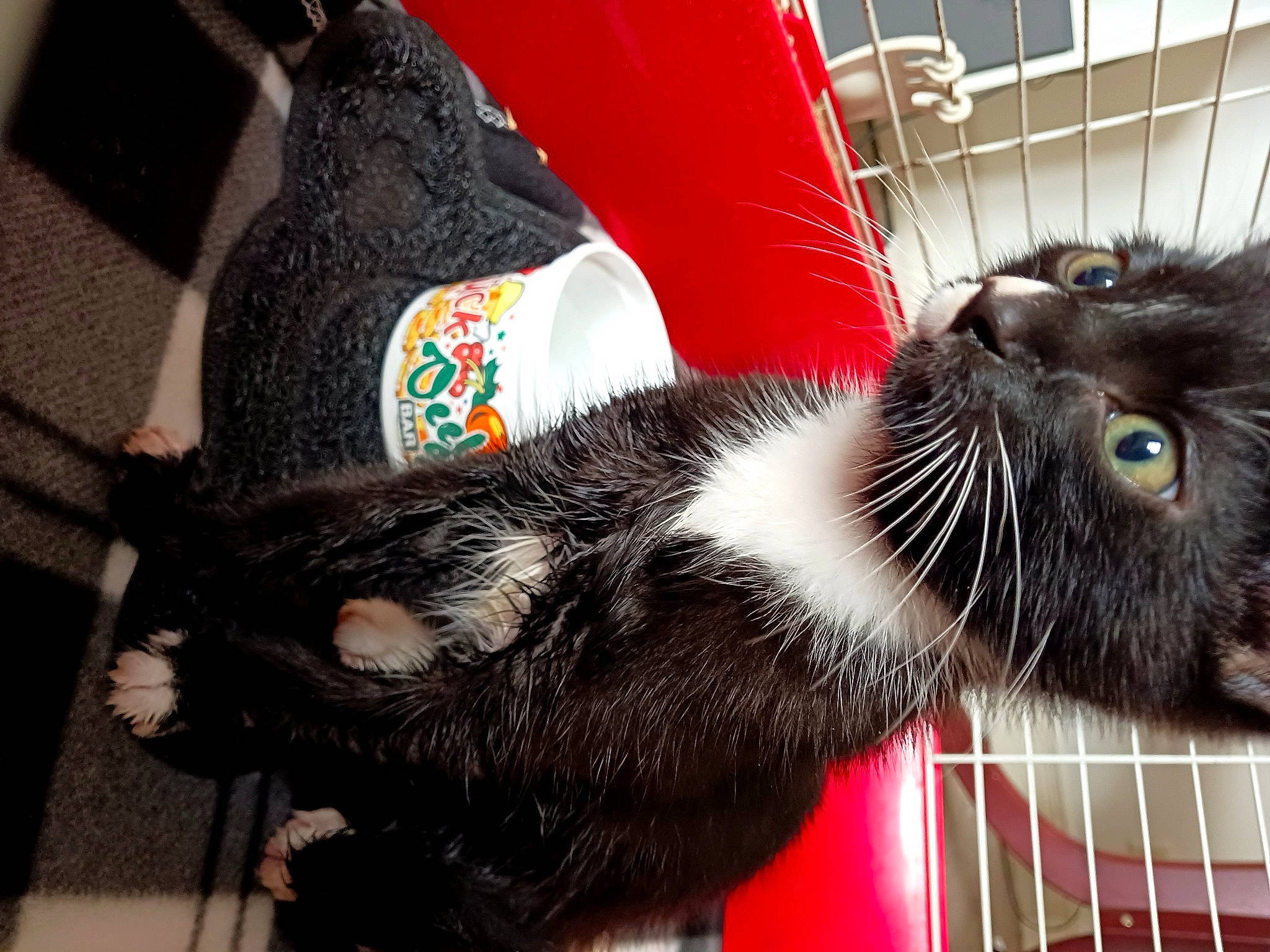 Kiwi is registered to the contest to win money with this photo: black_cat, carmine, carnivore, cat, cat_supply, claw, comfort, domestic_short_haired_cat, felidae, foot, fur, lap, paw, pet_supply, small_to_medium_sized_cats, snout, tail, terrestrial_animal, whiskers