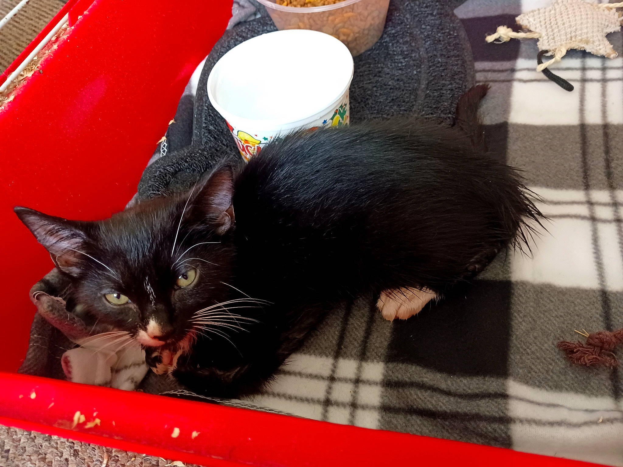 Kiwi is registered to the contest to win money with this photo: black, carmine, carnivore, cat, cat_supply, claw, comfort, domestic_short_haired_cat, felidae, flooring, fur, pattern, paw, plaid, small_to_medium_sized_cats, snout, tail, tartan, terrestrial_animal, whiskers