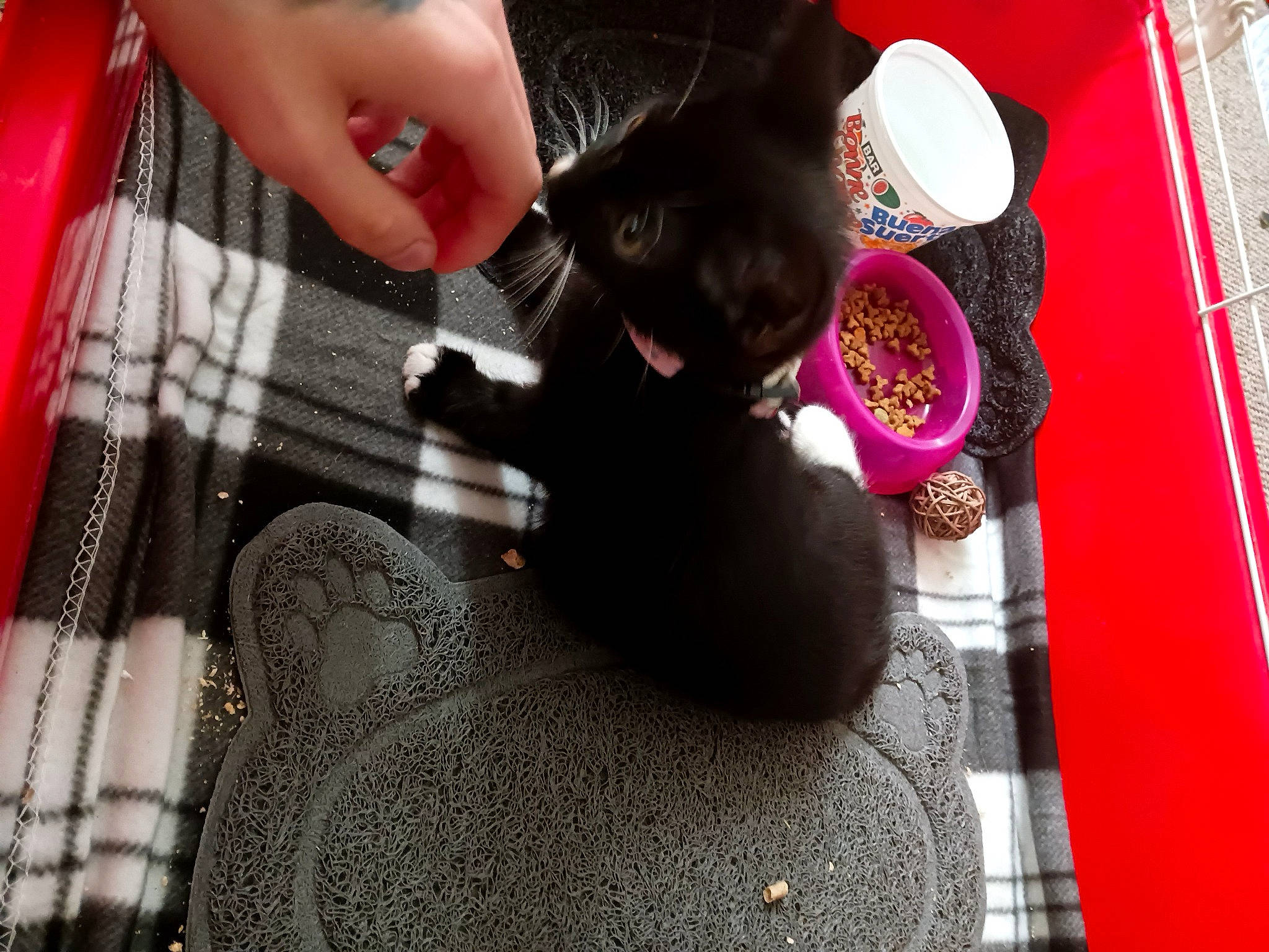 Kiwi is registered to the contest to win money with this photo: carmine, carnivore, cat, domestic_short_haired_cat, fawn, felidae, flooring, fur, human_leg, magenta, nail, pattern, pink, plaid, red, small_to_medium_sized_cats, tail, tartan, toy, whiskers