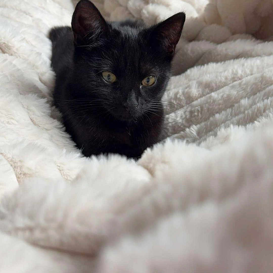 Lola is registered to the contest to win money with this photo: animal, bed, bedroom, blackcat, blanket, cat, furniture, indoors, kitten, manx, pet, quilt, room