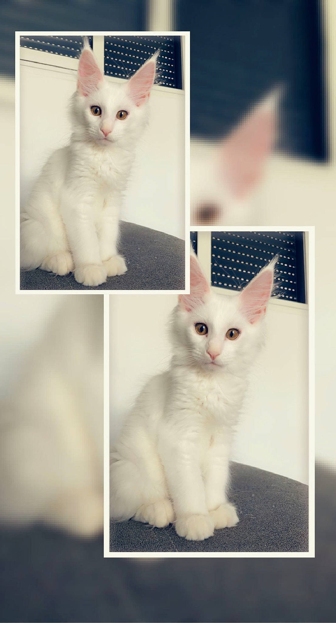 King a rejoint le concours — aidez-le/la à gagner de superbes lots ! carnivore, cat, domestic_short_haired_cat, felidae, fur, iris, line, mammal, pattern, paw, pet_supply, photo_caption, rectangle, small_to_medium_sized_cats, snapshot, snout, tail, whiskers, white, window