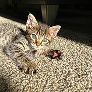 Doja joined the competition — help win amazing prizes! kitten, cat, tabby, feline, indoor, carpet, paw, sunlight, animal, pet, cute, young, fur, whiskers, relaxing, closeup, small, adorable, domestic_cat, laying