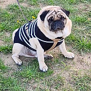 Raoul participe au concours pour gagner de l'argent avec cette photo : dog, pug, pet, animal, outdoor, grass, dirt, leash, harness, striped_shirt, clothing, sitting, portrait, wrinkled_face, short_snout, black_and_white, yellow_flowers, park, ground, funny_expression