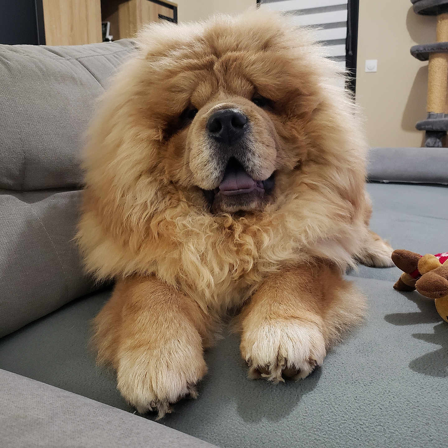 Simba