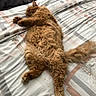 Oscar is registered to the contest to win money with this photo: cat, ginger_cat, fluffy, sleeping, bed, bedspread, indoor, pet, feline, relaxed, curly_fur, orange_fur, resting, cozy, soft_light, animal, domestic_cat, cute, nap, fur