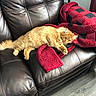 Oscar joined the competition — help win amazing prizes! cat, orange_cat, feline, pet, leather_couch, furniture, blanket, red_blanket, black_pattern, indoor, relaxed, stretching, fur, paw, cozy, home, floor, wood_floor, resting, domestic_animal