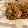 cat, orange_cat, fluffy_fur, whiskers, bedspread, indoor, pet, relaxed, lying_down, close_up, animal, feline, sleepy, cozy, domestic_animal, resting, cute, soft_fur, whisker_detail, face