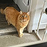 cat, orange_cat, indoor, doorway, floor, concrete_floor, feline, pet, animal, curious, green_eyes, fluffy, standing, looking, domestic_animal, door, white_door, home, household, fur