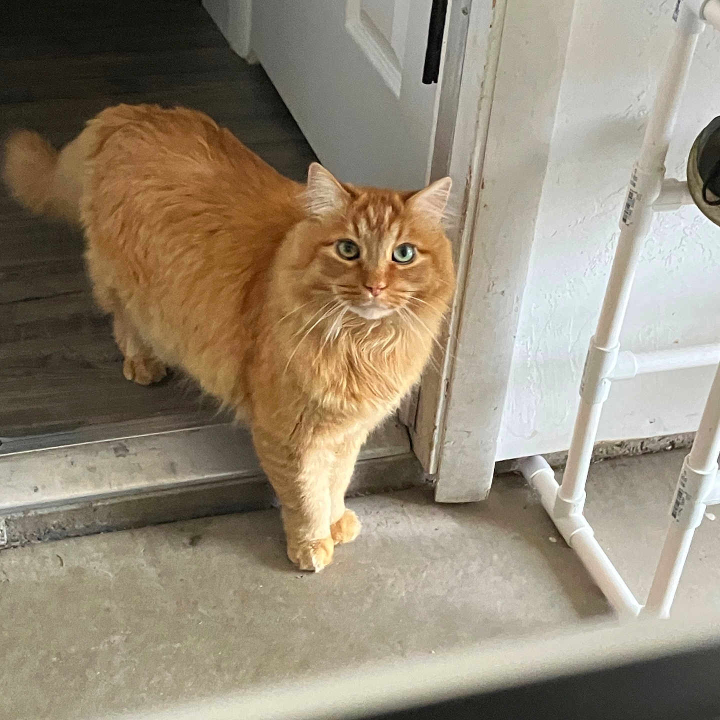 Oscar is registered to the contest to win money with this photo: cat, orange_cat, indoor, doorway, floor, concrete_floor, feline, pet, animal, curious, green_eyes, fluffy, standing, looking, domestic_animal, door, white_door, home, household, fur