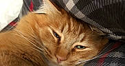 Oscar is registered to the contest to win money with this photo: cat, orange_cat, sleepy, cozy, plaid_blanket, fur, whiskers, closeup, pet, indoor, resting, cute, animal, mammal, feline, relaxed, soft, comfort, warm, snuggled