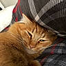cat, orange_cat, sleepy, cozy, plaid_blanket, fur, whiskers, closeup, pet, indoor, resting, cute, animal, mammal, feline, relaxed, soft, comfort, warm, snuggled