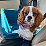 dog, pet, car_seat, blue_blanket, harness, brown_and_white, canine, seatbelt, car_interior, window, leather_seat, close_up, cute, animal, companion, domestic_animal, sitting, young_dog, portrait, indoor