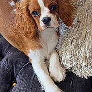 Wren Amora is registered to the contest to win money with this photo: dog, puppy, cavalier_king_charles_spaniel, brown_and_white, fluffy, cute, pet, canine, fur, ears, cushion, pillow, indoor, resting, looking_at_camera, close_up, soft_texture, domestic_animal, companion, animal