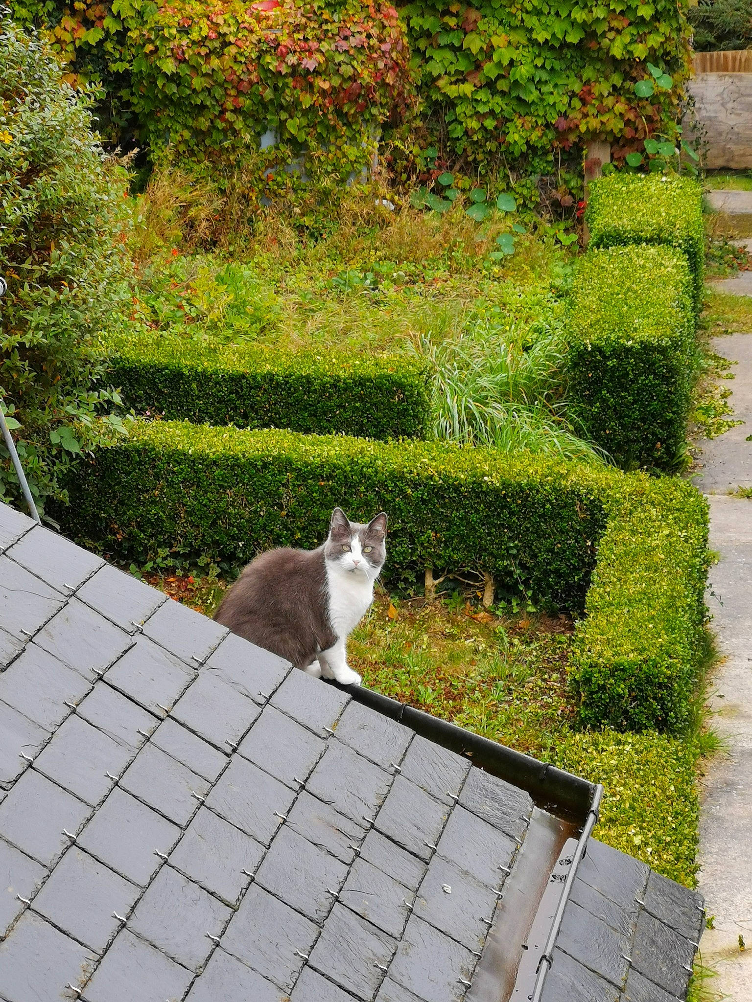 Ganja participe au concours pour gagner de l'argent avec cette photo : brick, brickwork, carnivore, cat, felidae, flagstone, flooring, grass, grass_family, groundcover, line, plant, road_surface, shrub, sidewalk, small_to_medium_sized_cats, tail, wall, whiskers, wood
