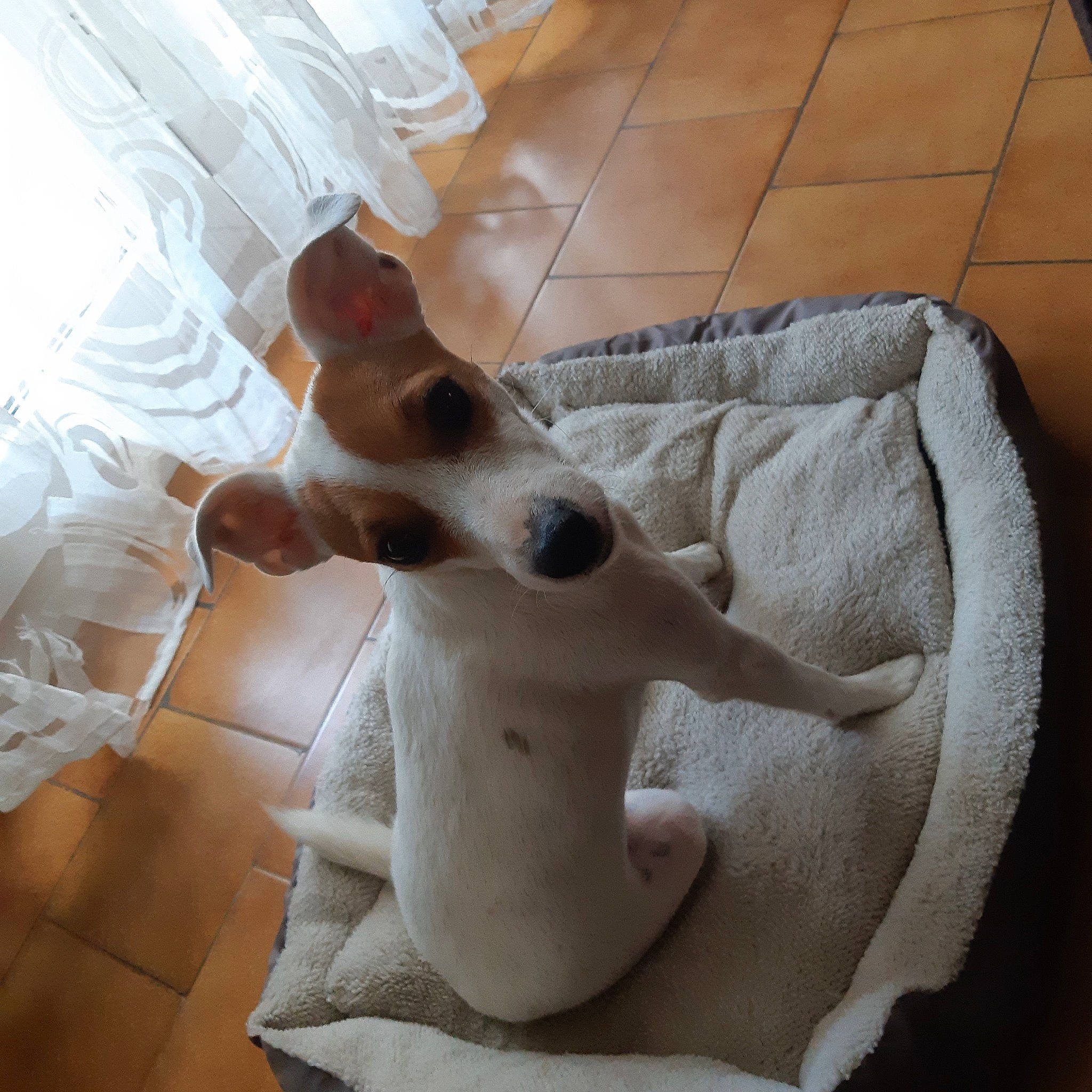 Janis a rejoint le concours — aidez-le/la à gagner de superbes lots ! canidae, carnivore, companion_dog, dog, dog_breed, fawn, fox_terrier, jack_russell_terrier, mammal, parson_russell_terrier, russell_terrier, tail, toy_fox_terrier