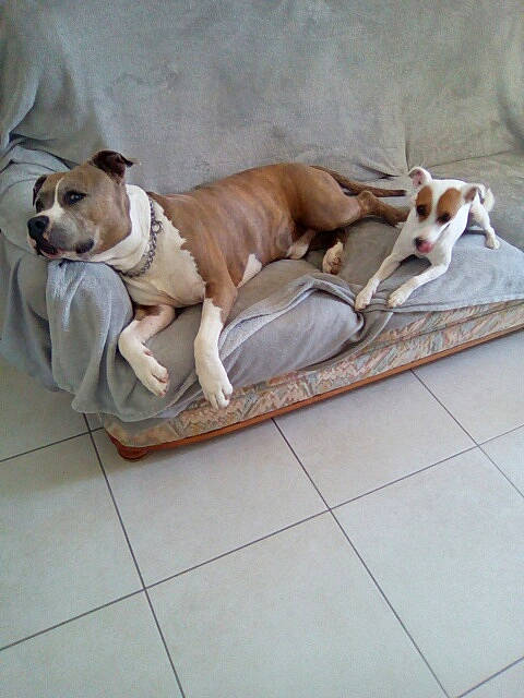 Janis participe au concours pour gagner de l'argent avec cette photo : american_pit_bull_terrier, american_staffordshire_terrier, ancient_dog_breeds, canidae, carnivore, companion_dog, dog, dog_breed, fawn, mammal, non_sporting_group, pit_bull, whippet