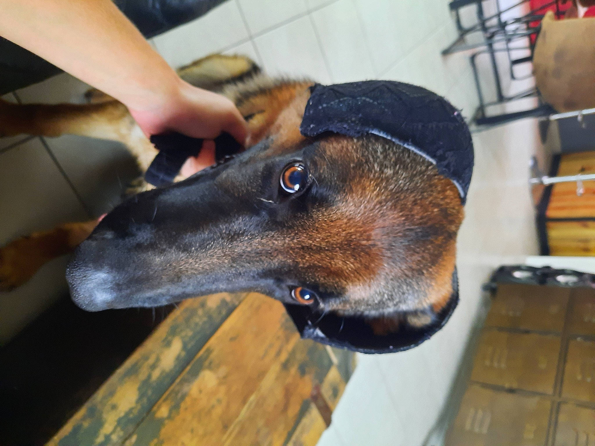 Spike participe au concours pour gagner de l'argent avec cette photo : canidae, carnivore, collar, dog, dog_breed, dog_collar, fur, guard_dog, metal, old_german_shepherd_dog, pet_supply, rampur_greyhound, snout, whiskers, wood, working_animal, working_dog