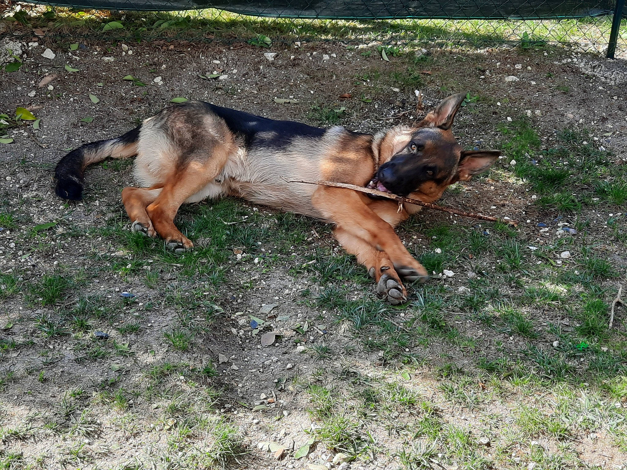 Spike participe au concours pour gagner de l'argent avec cette photo : canidae, carnivore, companion_dog, dog, dog_breed, east_european_shepherd, fawn, german_shepherd_dog, grass, guard_dog, herding_dog, king_shepherd, old_german_shepherd_dog, paw, sporting_group, tail, terrestrial_animal, working_dog