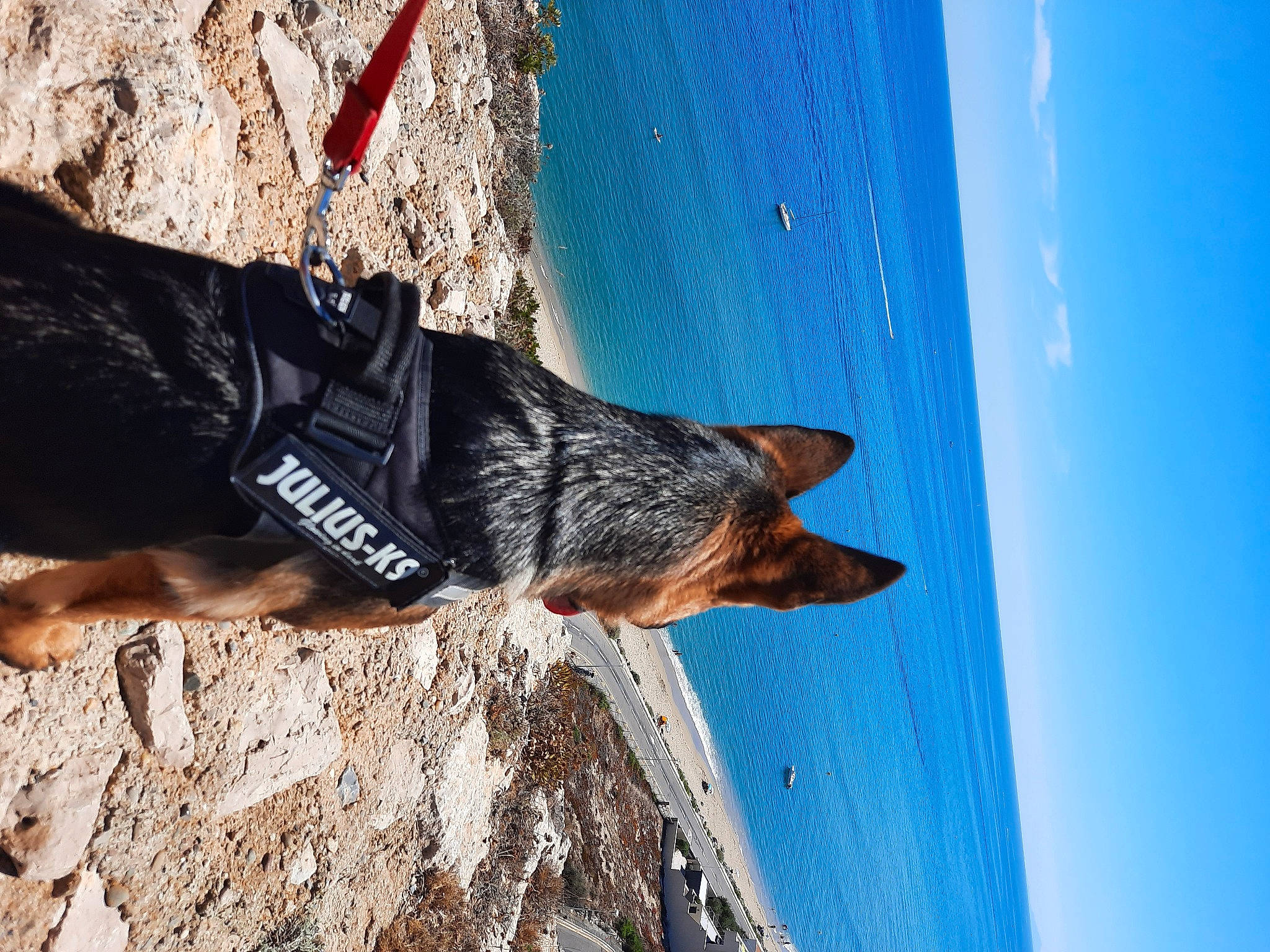 Spike a rejoint le concours — aidez-le/la à gagner de superbes lots ! azure, beach, body_of_water, carnivore, cloud, coast, collar, dog, dog_breed, dog_collar, electric_blue, ocean, rock, sky, snout, sporting_group, water, wave, wind_wave, wood