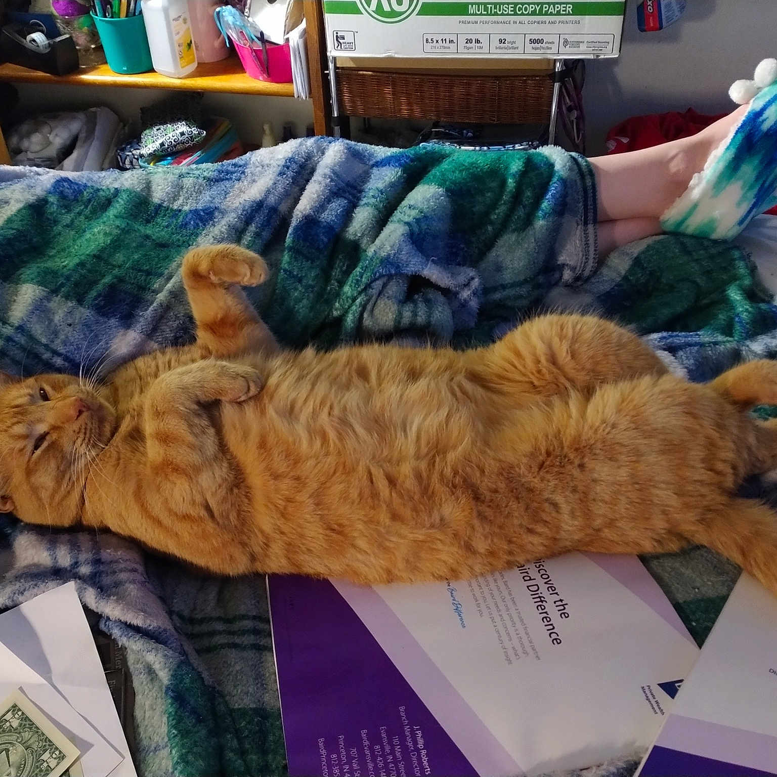 Flipper joined the competition — help win amazing prizes! art, bed, carnivore, cat, claw, comfort, domestic_short_haired_cat, fawn, felidae, fur, lap, linens, mammal, nap, room, shelf, small_to_medium_sized_cats, sporting_group, tail, whiskers