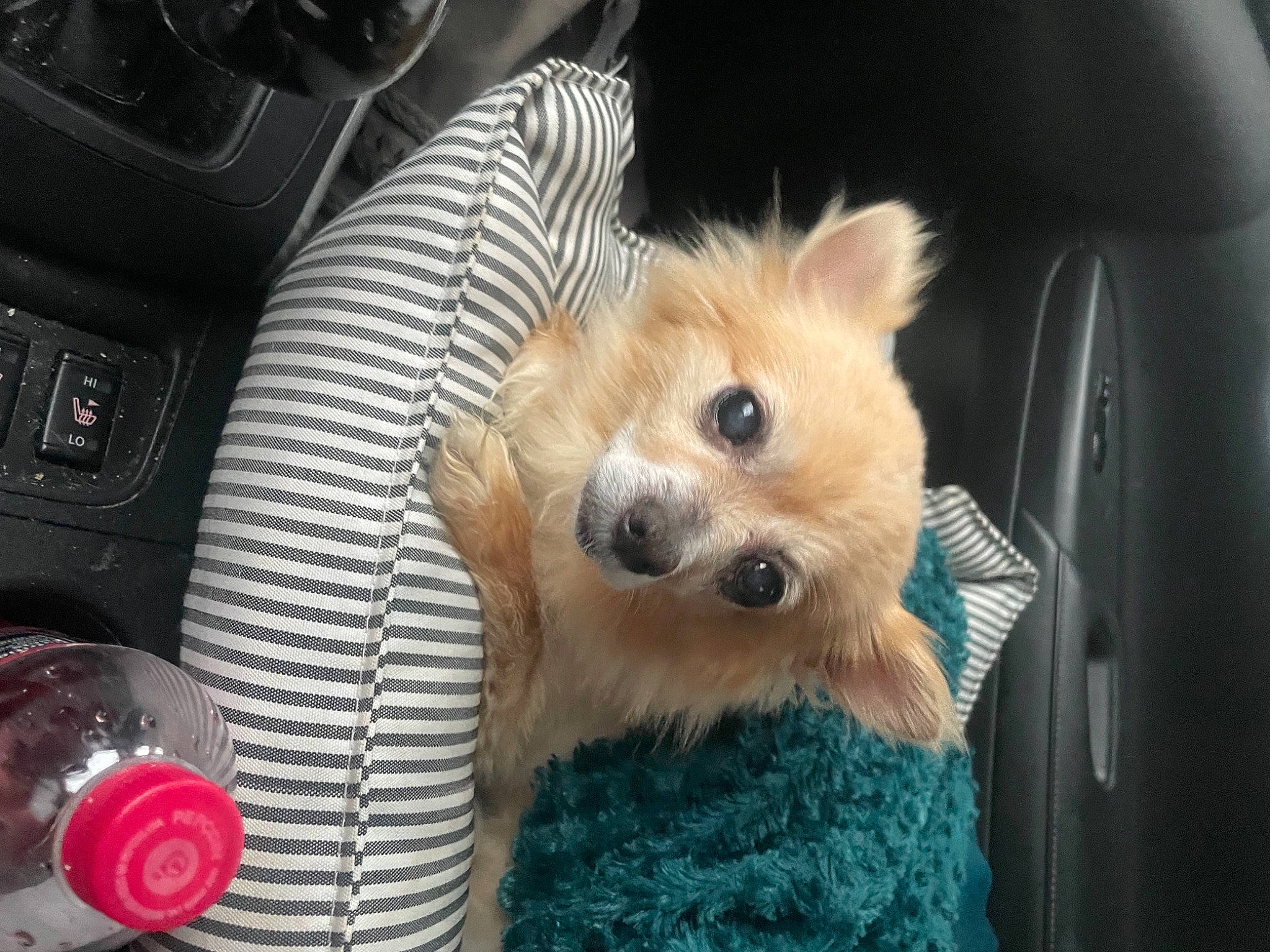 Gizzy Bean joined the competition — help win amazing prizes! auto_part, canidae, car_seat, car_seat_cover, carnivore, companion_dog, dog, dog_breed, dog_clothes, dog_supply, family_car, fawn, fur, motor_vehicle, snout, sporting_group, steering_wheel, toy_dog, vehicle_door, whiskers