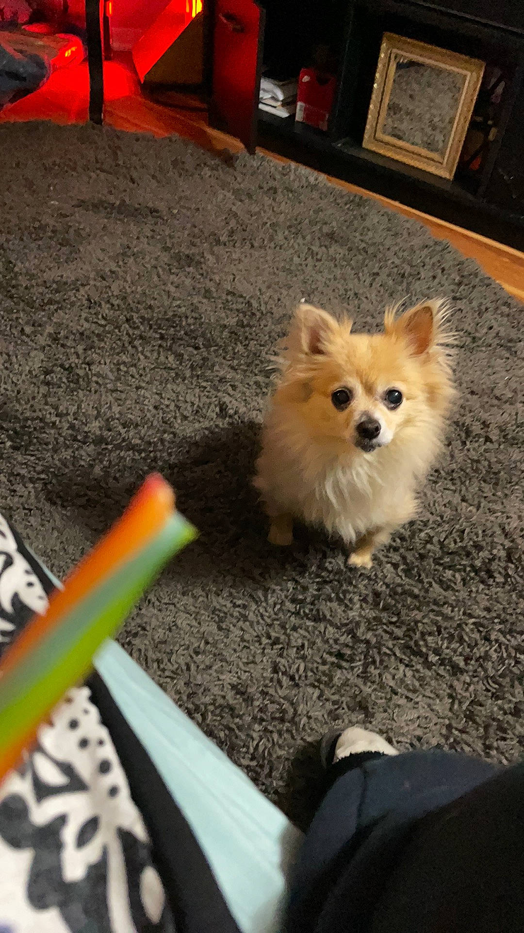 Gizzy Bean joined the competition — help win amazing prizes! ancient_dog_breeds, canidae, carnivore, companion_dog, dog, dog_breed, dog_supply, fawn, fur, german_spitz, grass, non_sporting_group, pomeranian, snout, spitz, sporting_group, toy_dog, whiskers, working_animal