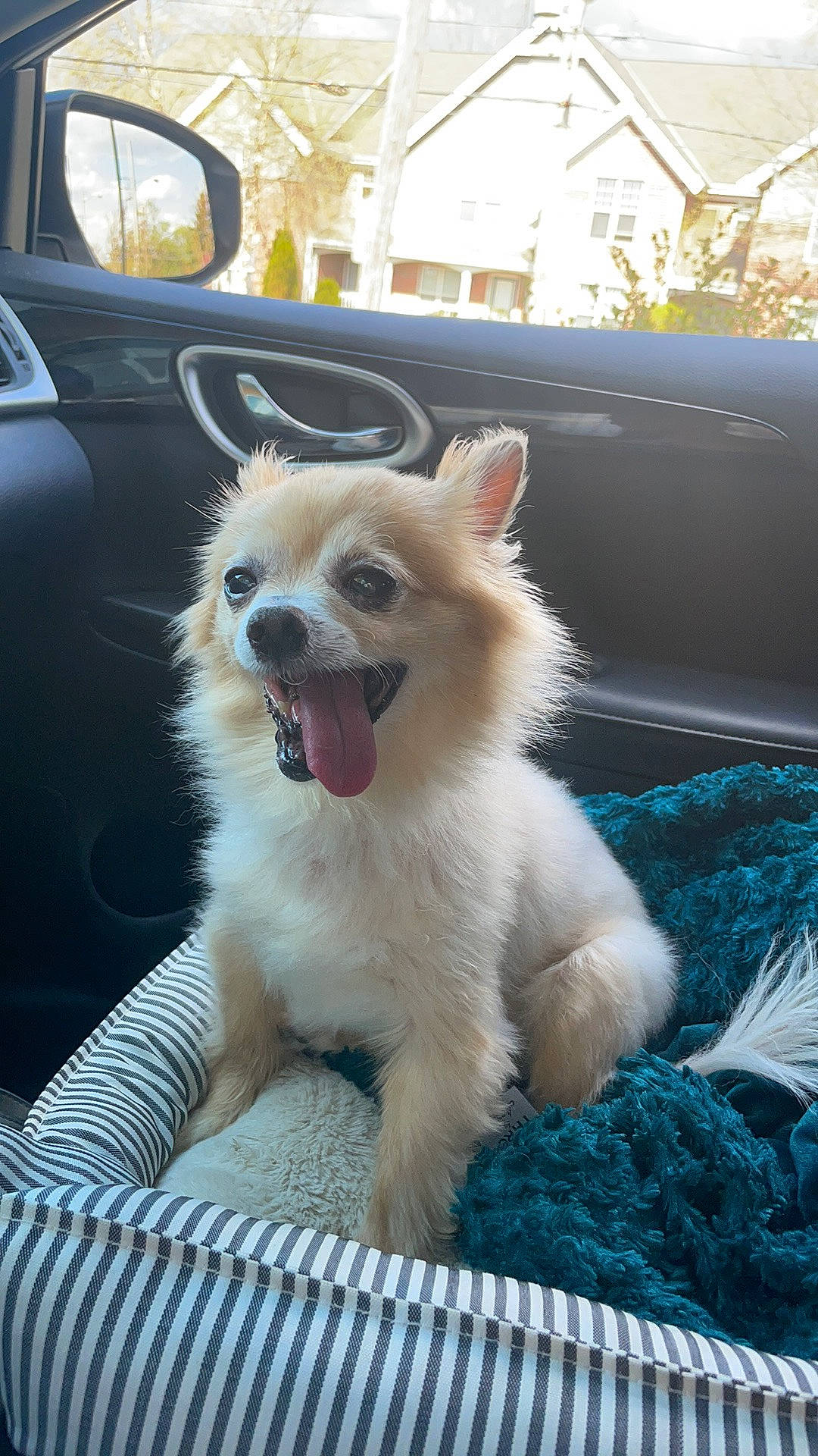 Gizzy Bean joined the competition — help win amazing prizes! automotive_exterior, automotive_mirror, canidae, car, carnivore, companion_dog, dog, dog_breed, dog_supply, fawn, fur, hood, mirror, snout, sporting_group, tail, vehicle, vehicle_door, whiskers, window