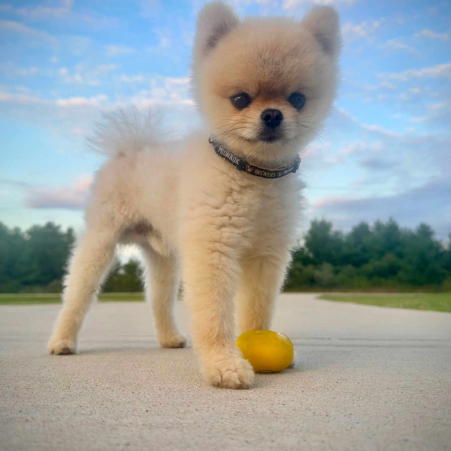 Peanut is registered to the contest to win money with this photo: animal, canine, clouds, collar, concrete_path, cute, daytime, dog, fluffy, fur, nature, outdoor, pet, playful, pomeranian, sky, small_dog, standing, trees, yellow_ball