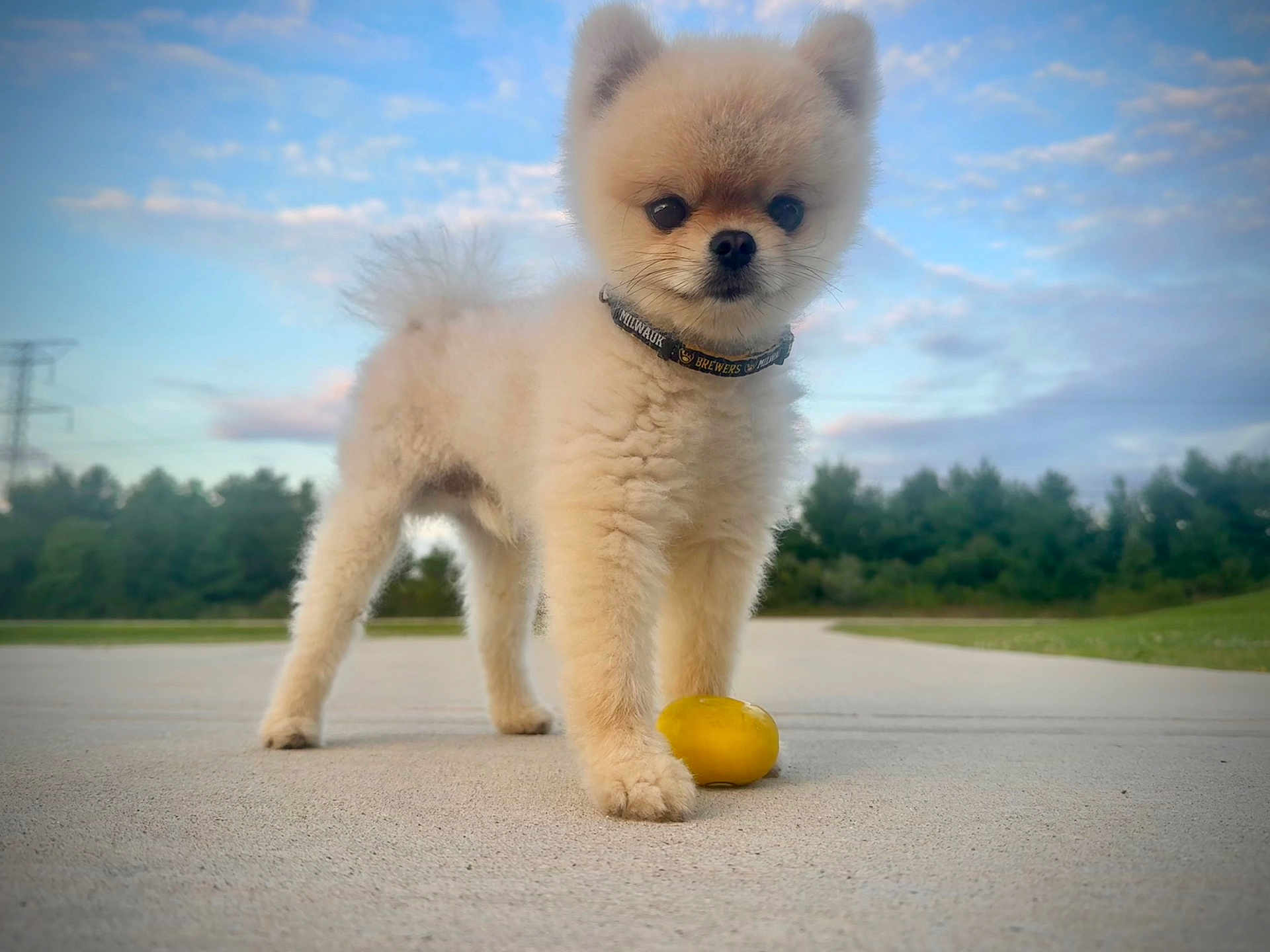 Peanut