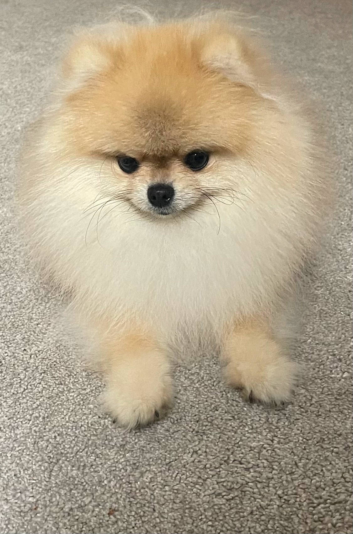 adorable, animal, carpet, companion, cute, cute_pet, dog, domestic_animal, face, fluffy, fur, indoor, mammal, nose, paw, pet, pomeranian, sitting, small_dog, whiskers