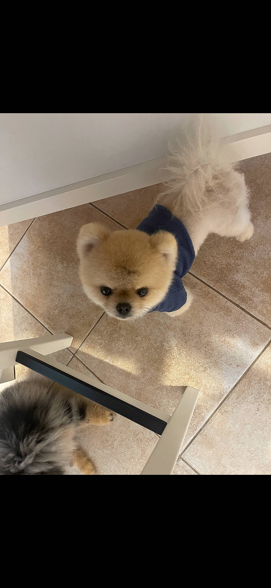 adorable, animal, blue_sweater, companion, cozy, curious, cute, dog, domestic, fluffy, friend, fur, indoor, looking_up, pet, pomeranian, small_dog, standing, tail, tile_floor