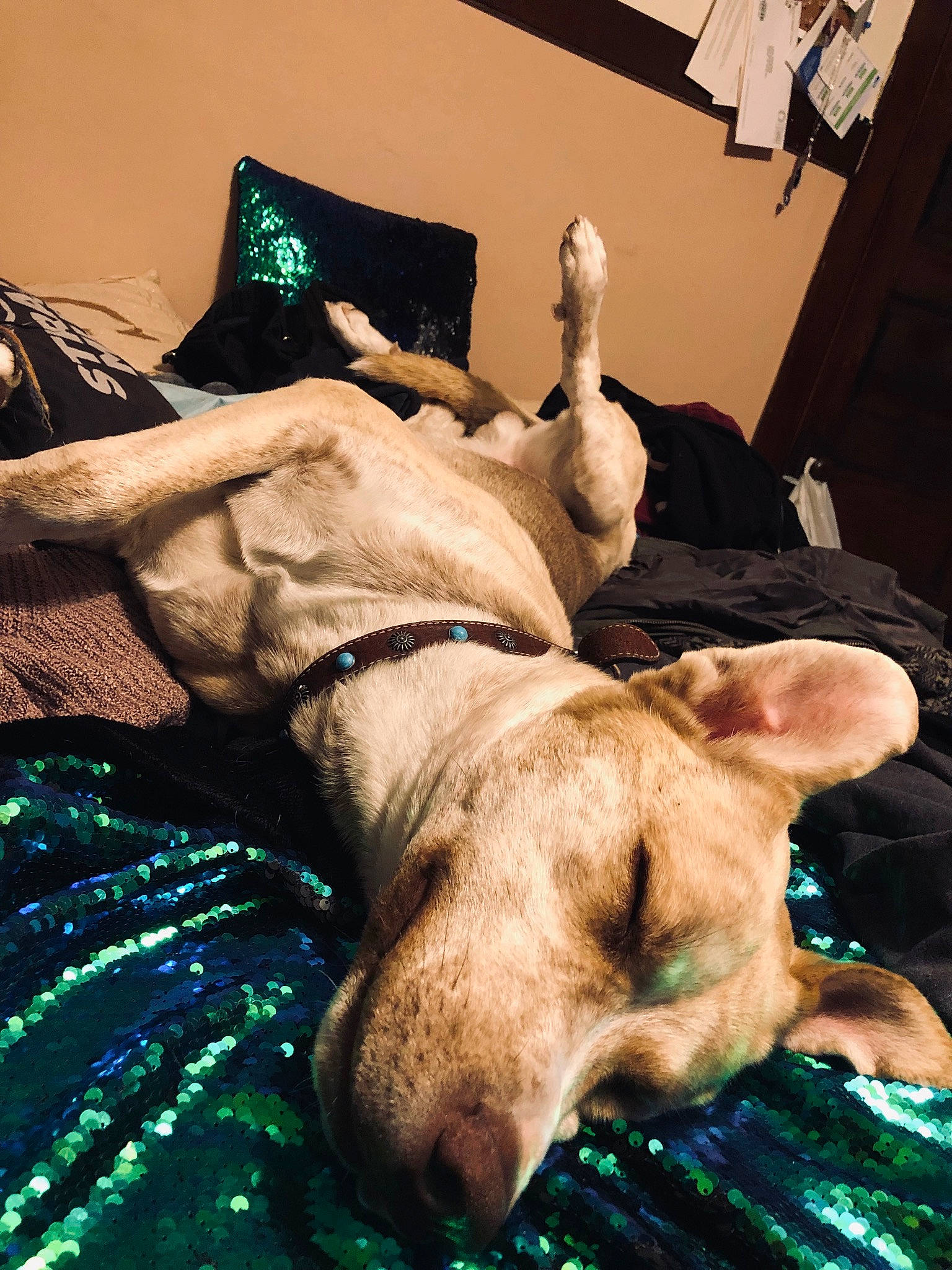 Koda is registered to the contest to win money with this photo: canidae, carnivore, collar, comfort, companion_dog, dog, dog_breed, dog_collar, ear, fawn, fur, gesture, guard_dog, nap, room, snout, sporting_group, whiskers, working_animal, wrist