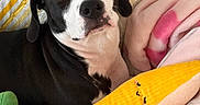 Lola is registered to the contest to win money with this photo: dog, black_and_white, plush_toy, banana_plush, hello_kitty, blanket, quilt, bed, cozy, indoor, pet, cute, resting, soft_toy, pink_blanket, yellow_pattern, fabric, comfort, animal, portrait