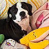dog, black_and_white, plush_toy, banana_plush, hello_kitty, blanket, quilt, bed, cozy, indoor, pet, cute, resting, soft_toy, pink_blanket, yellow_pattern, fabric, comfort, animal, portrait