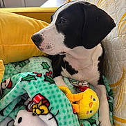 Lola is registered to the contest to win money with this photo: animal, black_and_white, blanket, comfort, couch, cozy, cute, dog, fabric, home, indoor, looking_away, pet, plush_toy, puppy, relaxation, resting, soft, toy, yellow
