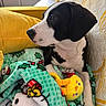 Lola is registered to the contest to win money with this photo: puppy, dog, blanket, plush_toy, yellow, couch, quilt, indoor, pet, cozy, black_and_white, toy, resting, cute, animal, fur, side_view, home, comfort, looking