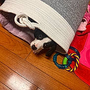 Lola joined the competition — help win amazing prizes! puppy, dog, basket, wooden_floor, toy, indoor, curious, peeking, black_and_white, woven, rope, flooring, pet, play, cute, animal, domestic, ear, nose, eye