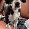 Lola joined the competition — help win amazing prizes! alert, black_and_white, blanket, canine, car_interior, close_up, companion, curious, dog, ears, four_legs, fur, indoor, leather_seat, nose, paws, pet_bed, puppy, whiskers, young_dog
