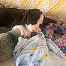 Lola joined the competition — help win amazing prizes! animal, blanket, colorful, comfort, cozy, cute, dog, floral, home, indoor, patterned, pet, plush_toy, puppy, quilt, relaxation, resting, sleeping, snuggling, soft