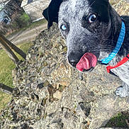 Liberty joined the competition — help win amazing prizes! dog, puppy, blue_eyes, tongue_out, blue_collar, red_harness, close_up, portrait, outdoor, rocky_wall, stones, grass, ear, snout, whiskers, leash, playful, cute, backyard, sunlit