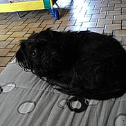 Boubou participe au concours pour gagner de l'argent avec cette photo :