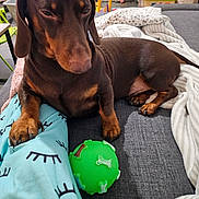 Venom participe au concours pour gagner de l'argent avec cette photo : dog, dachshund, pet, brown_dog, sofa, couch, green_ball, toy, paw, blanket, indoor, living_room, close_up, relaxed, sleepy, companion, fur, cozy, home, portrait