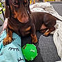 dog, dachshund, pet, brown_dog, sofa, couch, green_ball, toy, paw, blanket, indoor, living_room, close_up, relaxed, sleepy, companion, fur, cozy, home, portrait