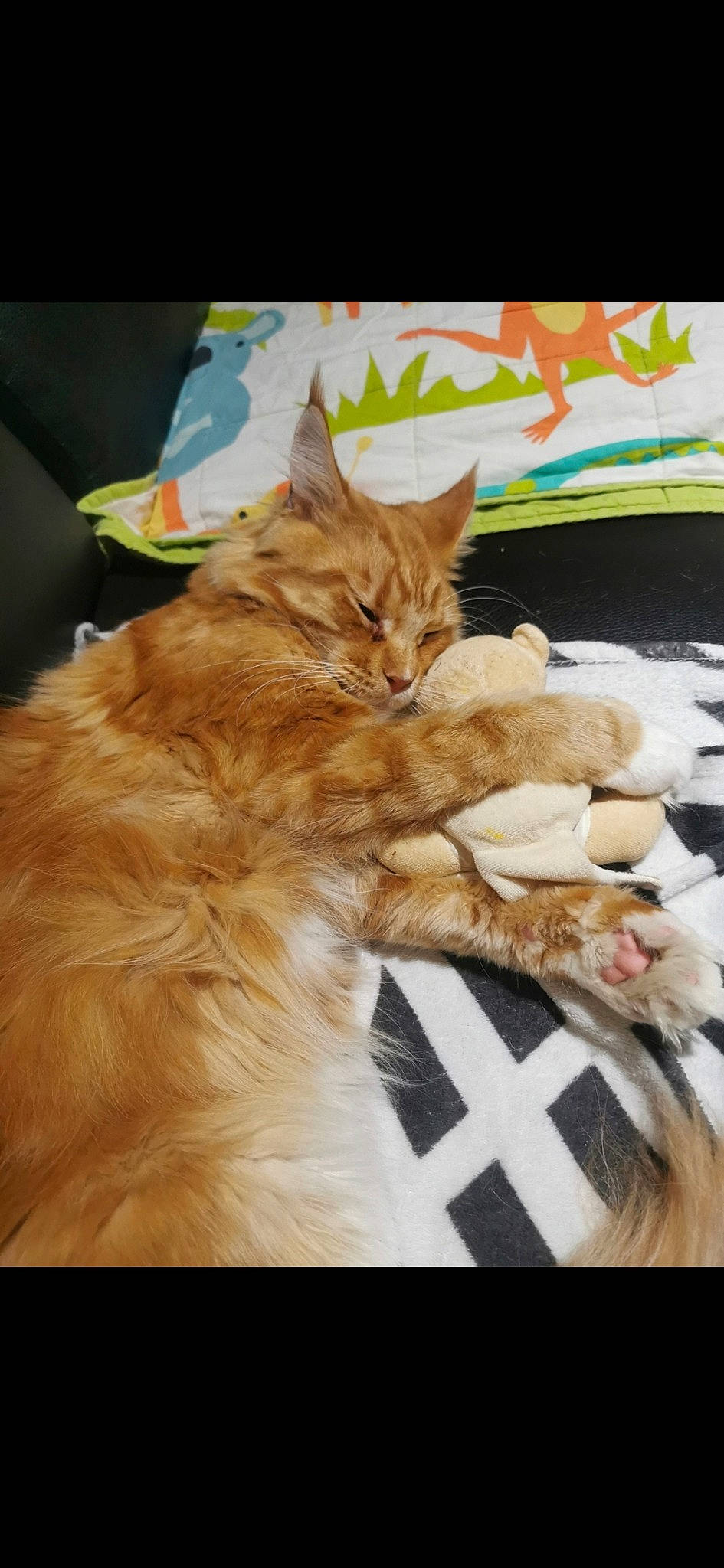 Elias participe au concours pour gagner de l'argent avec cette photo : canidae, carnivore, cat, claw, comfort, companion_dog, domestic_short_haired_cat, fawn, felidae, fur, linens, paw, photo_caption, plant, sitting, small_to_medium_sized_cats, tail, textile, throw_pillow, whiskers