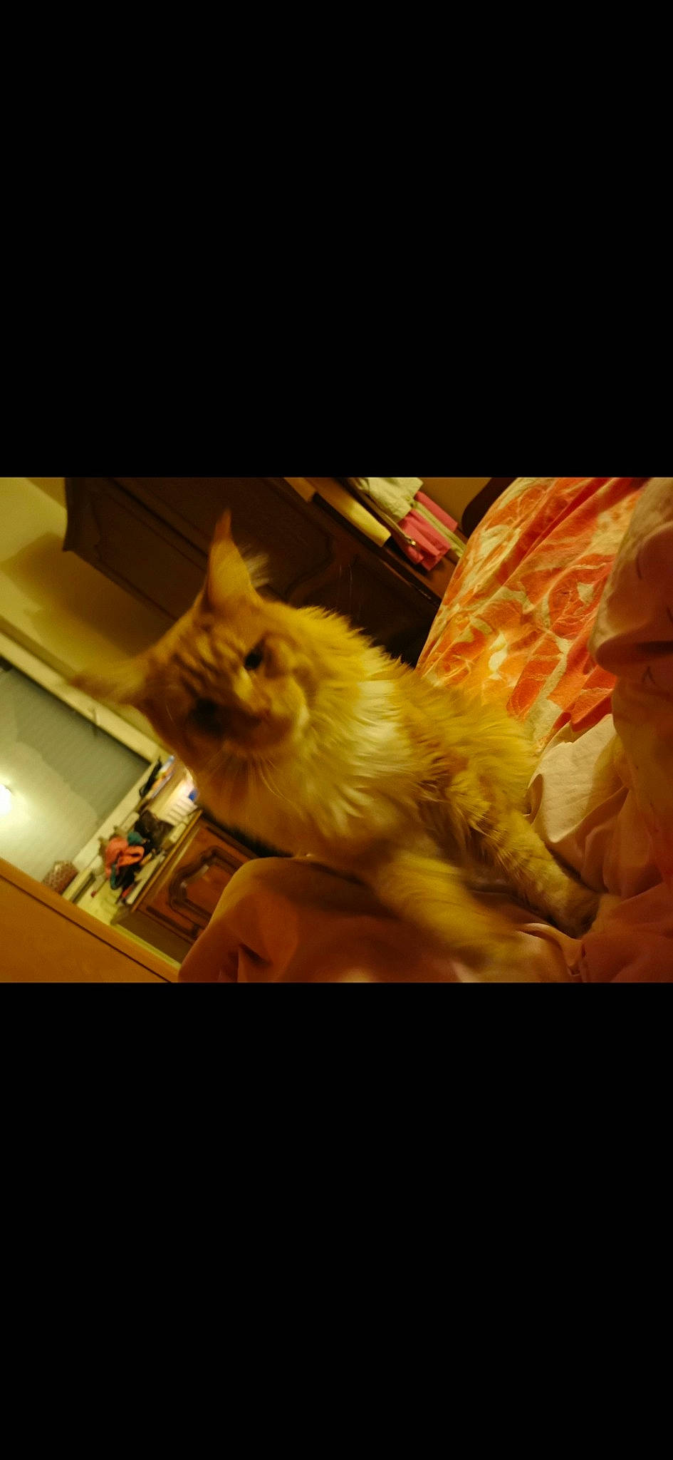 Elias a rejoint le concours — aidez-le/la à gagner de superbes lots ! canidae, carnivore, cat, claw, cloud, companion_dog, darkness, fawn, felidae, fur, paw, room, sky, small_to_medium_sized_cats, snout, square, tail, tints_and_shades, whiskers, wood